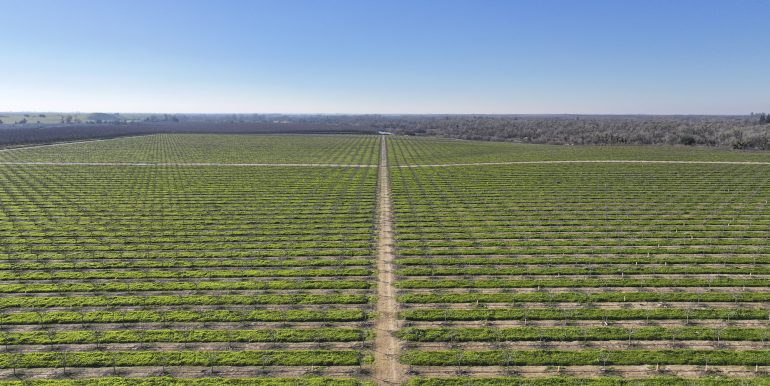 2026-01-09 Schuil Farms for sale snelling pistachios 002