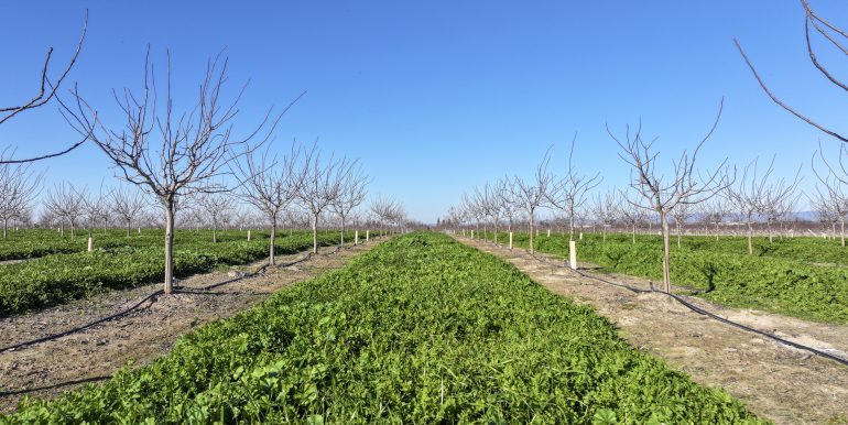 2026-01-09 Schuil Farms for sale snelling pistachios 003